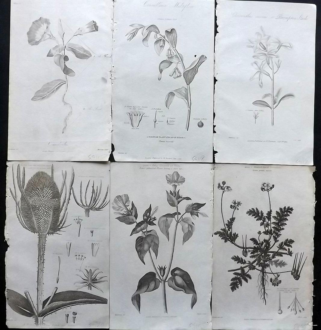 Thornton, Robert 1812 Lot of 6 Botanical Prints (1 of 2)