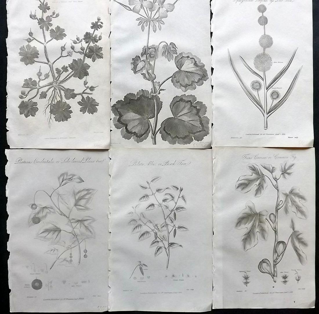 Thornton, Robert 1812 Lot of 6 Botanical Prints: Copper Plates Published 1812, London for "Elements of Botany" by Dr. Robert John Thonton. Paper Size: 9.5. x 6 inch (24 x 15cm) Good Condition