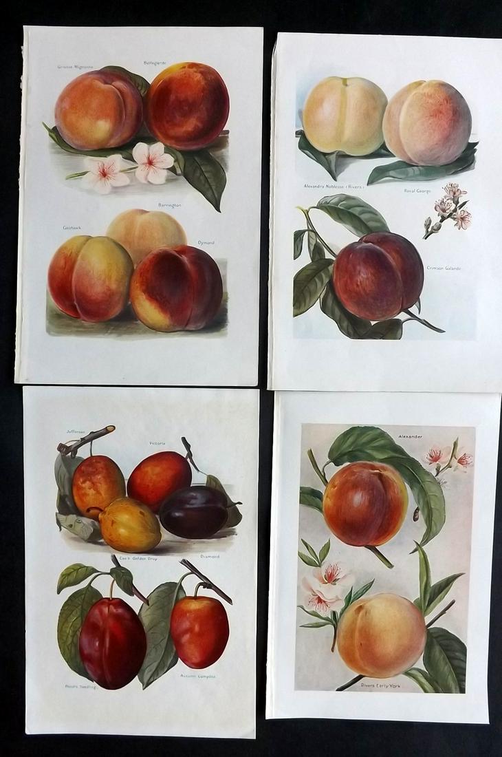 Wright, J & H 1924 Lot of 4 Vintage Fruit Prints: Lithographs Published 1924, London for "The Fruit-Grower's Guide" by John and Horace Wright. Paper Size: 10.5 x 7 inch (27 x 18cm) Good Condition