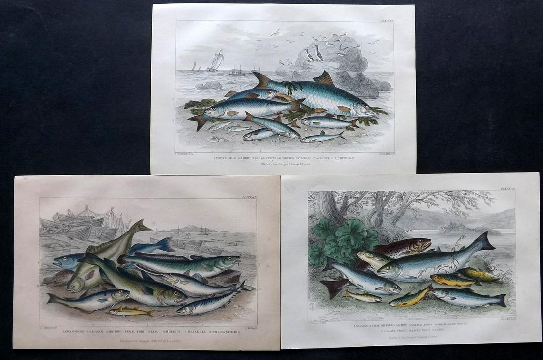 Goldsmith, Oliver C1860 Lot of 3 Hand Col Fish Prints (1 of 2)
