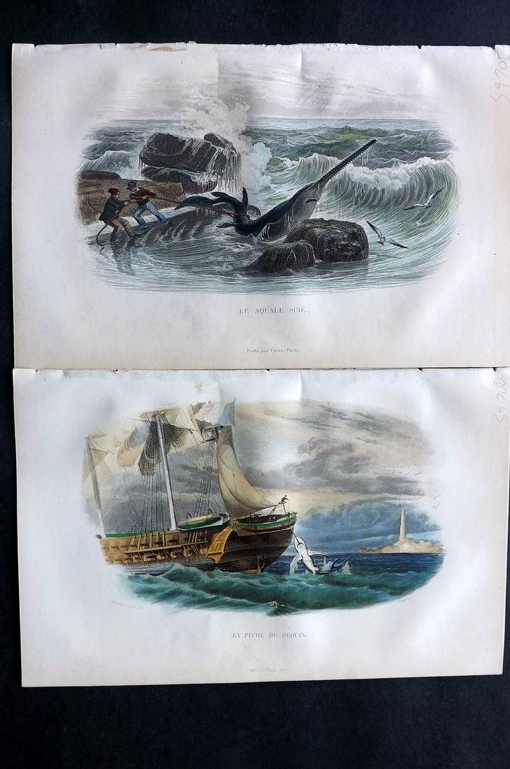 Lacepede, Bernard 1860 Pair HC Prints. Shark, Sawfish (1 of 2)