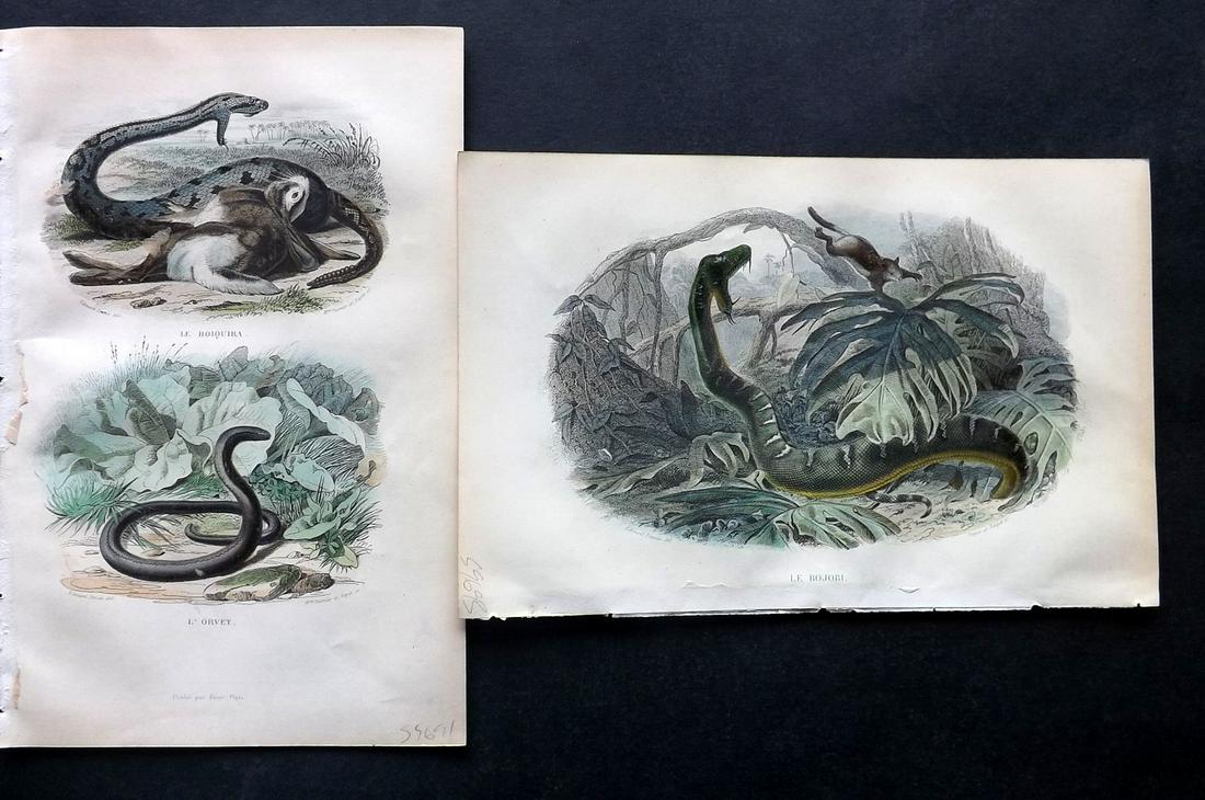 Lacepede, Bernard 1860 Pair of HC Prints. Snakes (1 of 2)