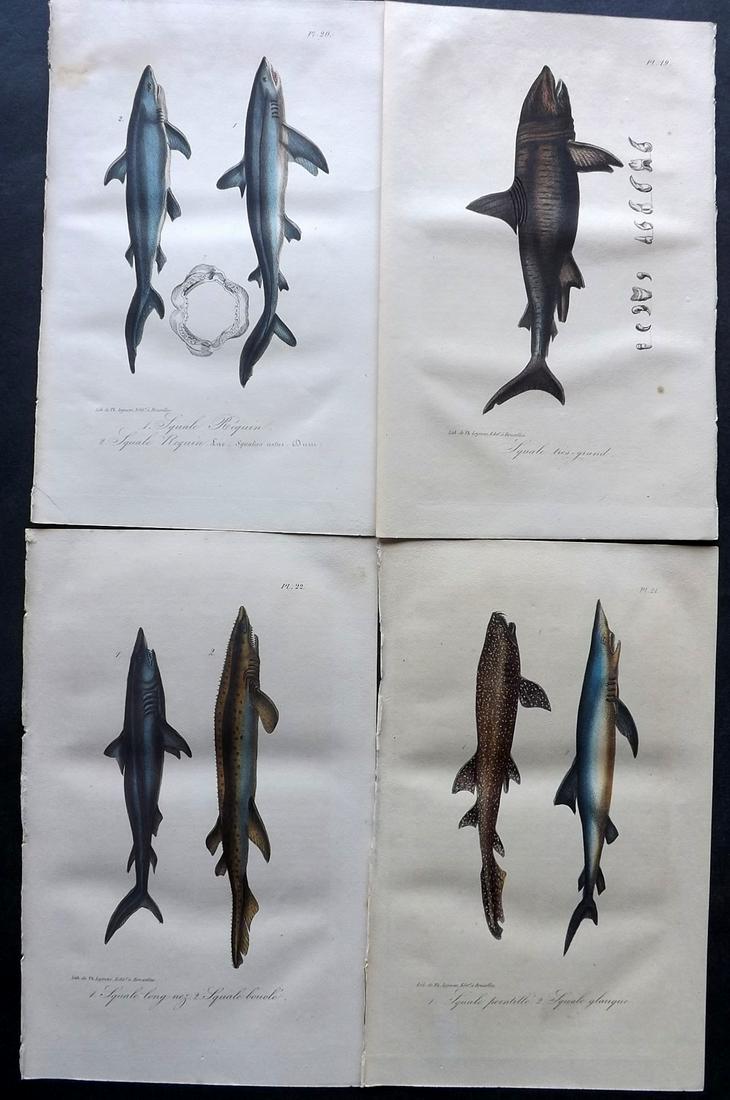 Lacepede, Bernard 1835 Lot of 4 HCol Prints. Sharks (1 of 2)