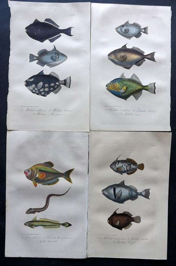 Lacepede, Bernard 1835 Lot of 4 HCol Fish Prints (1 of 2)