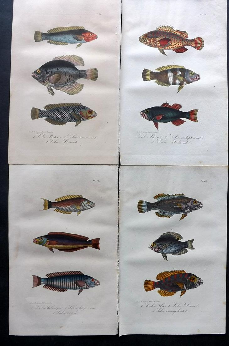 Lacepede, Bernard 1835 Lot of 4 HCol Fish Prints (1 of 2)