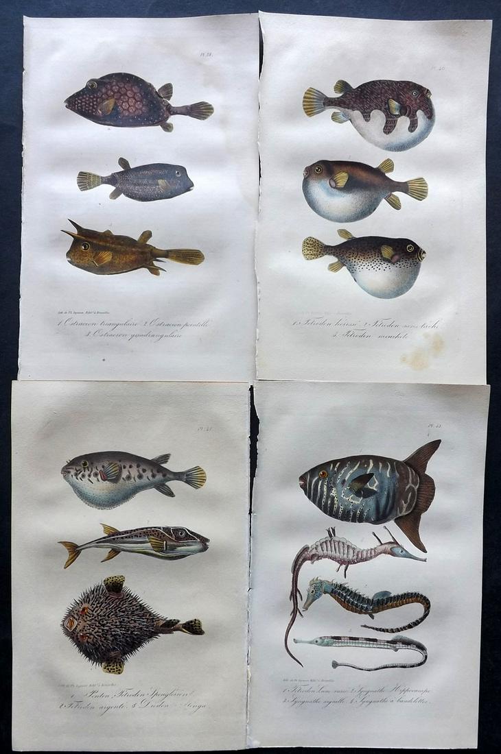 Lacepede, Bernard 1835 Lot of 4 HCol Fish Prints (1 of 2)