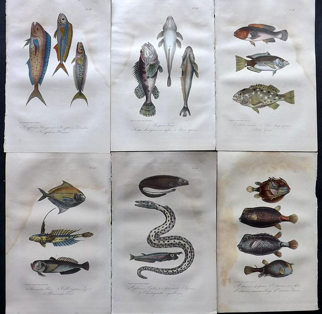 Lacepede, Bernard 1835 Lot of 6 HCol Fish Prints (1 of 2)