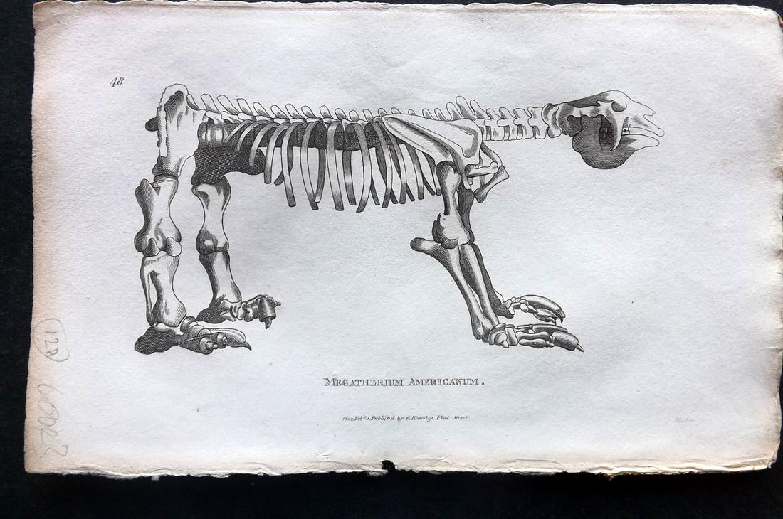 Shaw, George 1800 Print. Megatherium Americanum: Copper Plates Published 1800-26 by G.Kearsley, London for "General Zoology or Systematic Natural History" by George Shaw. Paper Size: 9 x 6 inch (23 x 15cm) Good Condition