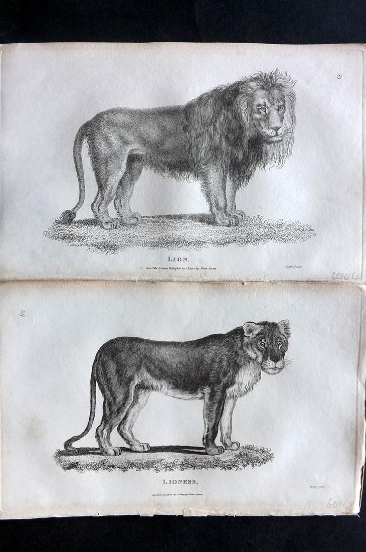 Shaw, George 1800 Pair of Prints. Lion & Lioness: Copper Plates Published 1800-26 by G.Kearsley, London for "General Zoology or Systematic Natural History" by George Shaw. Paper Size: 9 x 6 inch (23 x 15cm) Good Condition