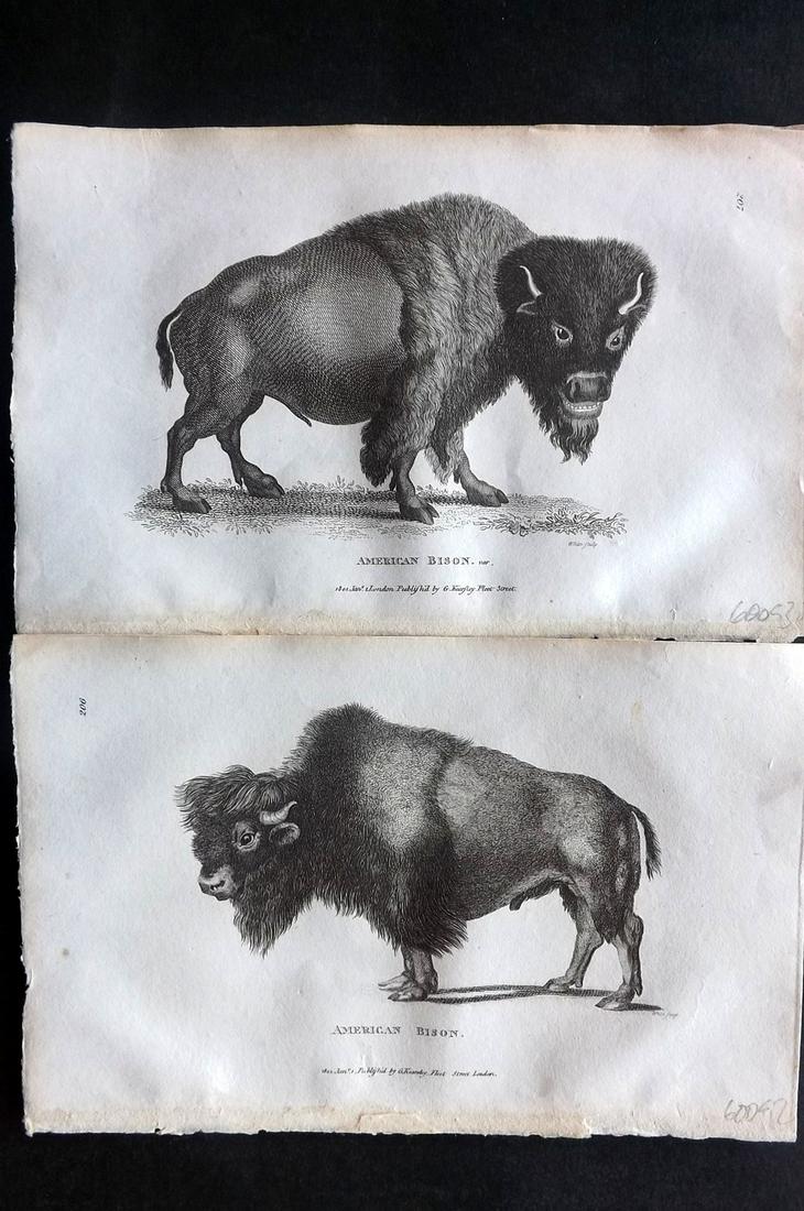 Shaw, George 1800 Pair of Prints. American Bison: Copper Plates Published 1800-26 by G.Kearsley, London for "General Zoology or Systematic Natural History" by George Shaw. Paper Size: 9 x 6 inch (23 x 15cm) Good Condition