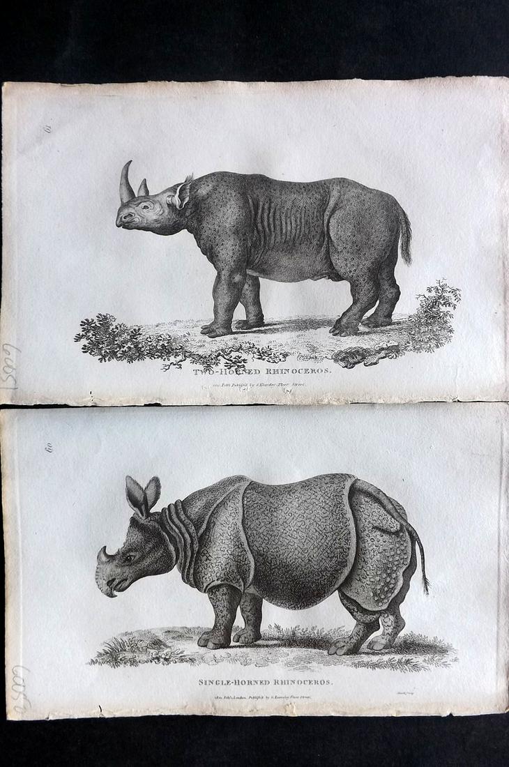 Shaw, George 1800 Pair of Prints. Rhinos (1 of 2)