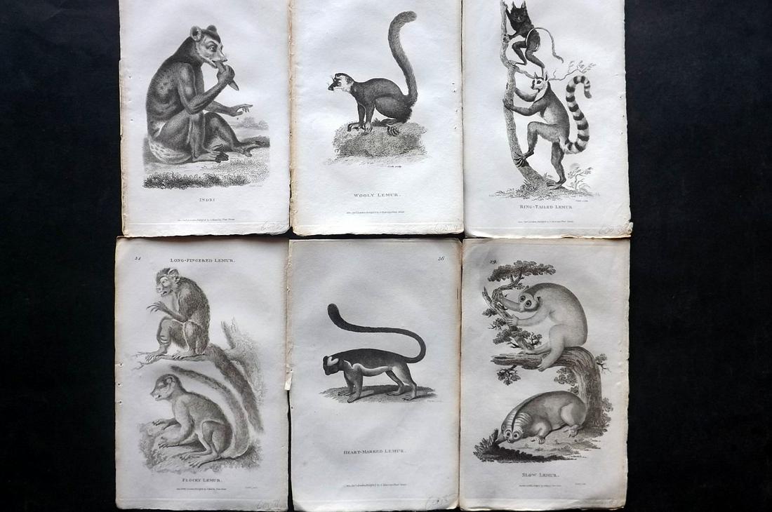 Shaw, George 1800 Lot of 6 Prints. Lemurs: Copper Plates Published 1800-26 by G.Kearsley, London for "General Zoology or Systematic Natural History" by George Shaw. Paper Size: 9 x 6 inch (23 x 15cm) Good Condition