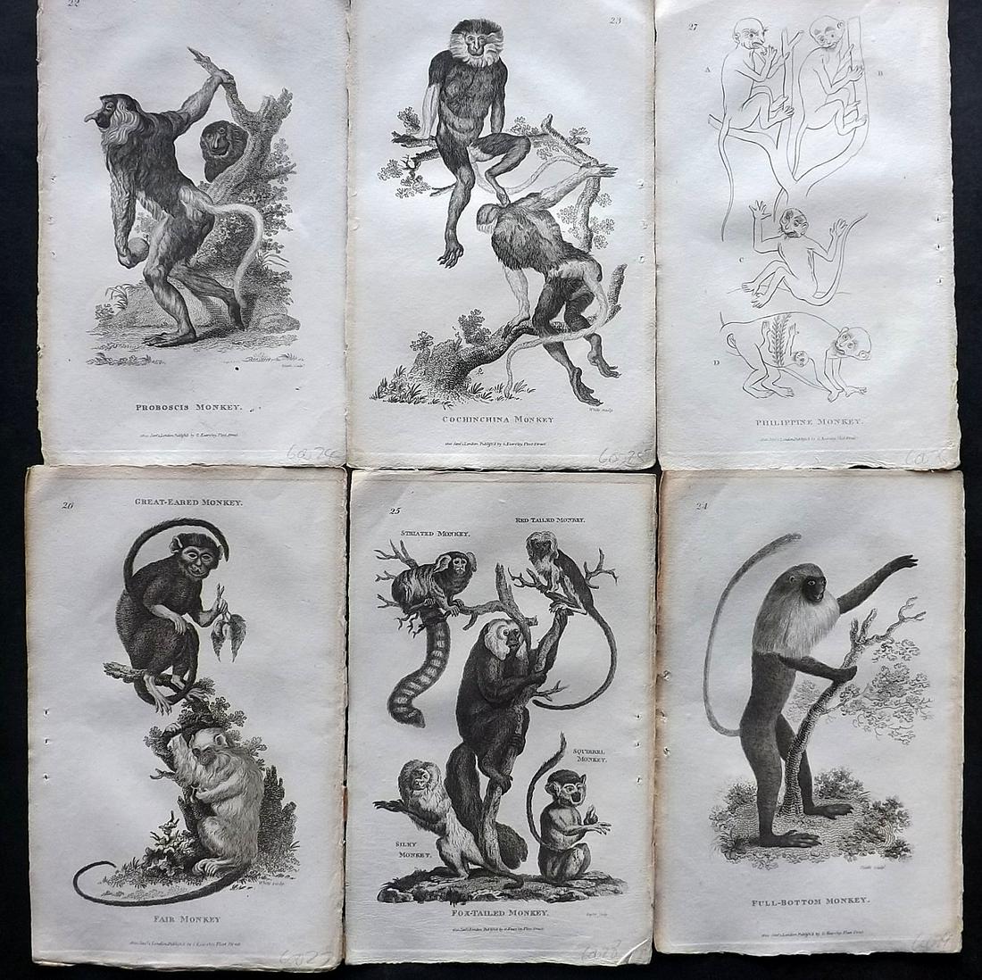 Shaw, George 1800 Lot of 6 Prints. Monkeys: Copper Plates Published 1800-26 by G.Kearsley, London for "General Zoology or Systematic Natural History" by George Shaw. Paper Size: 9 x 6 inch (23 x 15cm) Good Condition