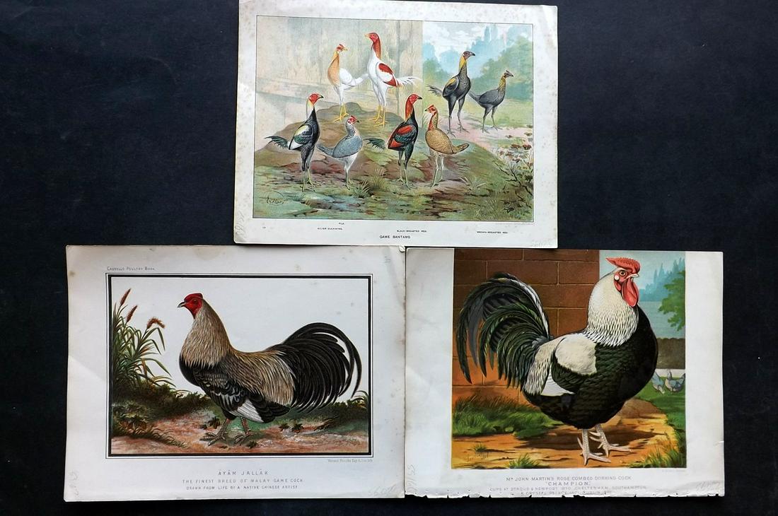 Ludlow & Wright C1880 Lot of 3 Poultry Prints (1 of 2)