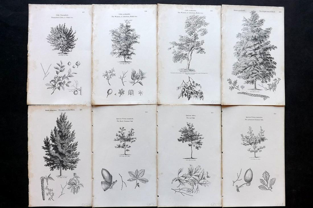Loudon, John 1844 Lot of 8 Antique Tree Prints: Woodblocks Published 1844, London for "Arboretum et Fruticetum Britannicum; or, The Trees and Shrubs of Britain" by John Claudius Loudon. Good Paper, reverse side blank. Paper Size: 8.5 x 5.5 inch (22