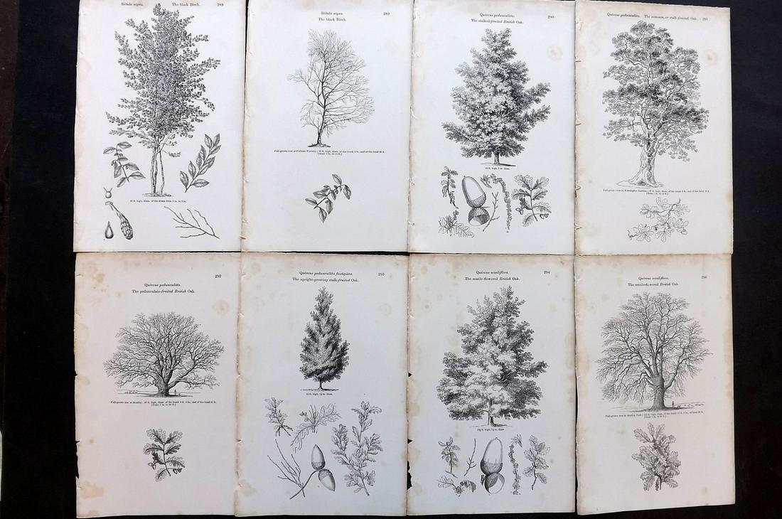 Loudon, John 1844 Lot of 8 Antique Tree Prints: Woodblocks Published 1844, London for "Arboretum et Fruticetum Britannicum; or, The Trees and Shrubs of Britain" by John Claudius Loudon. Good Paper, reverse side blank. Paper Size: 8.5 x 5.5 inch (22
