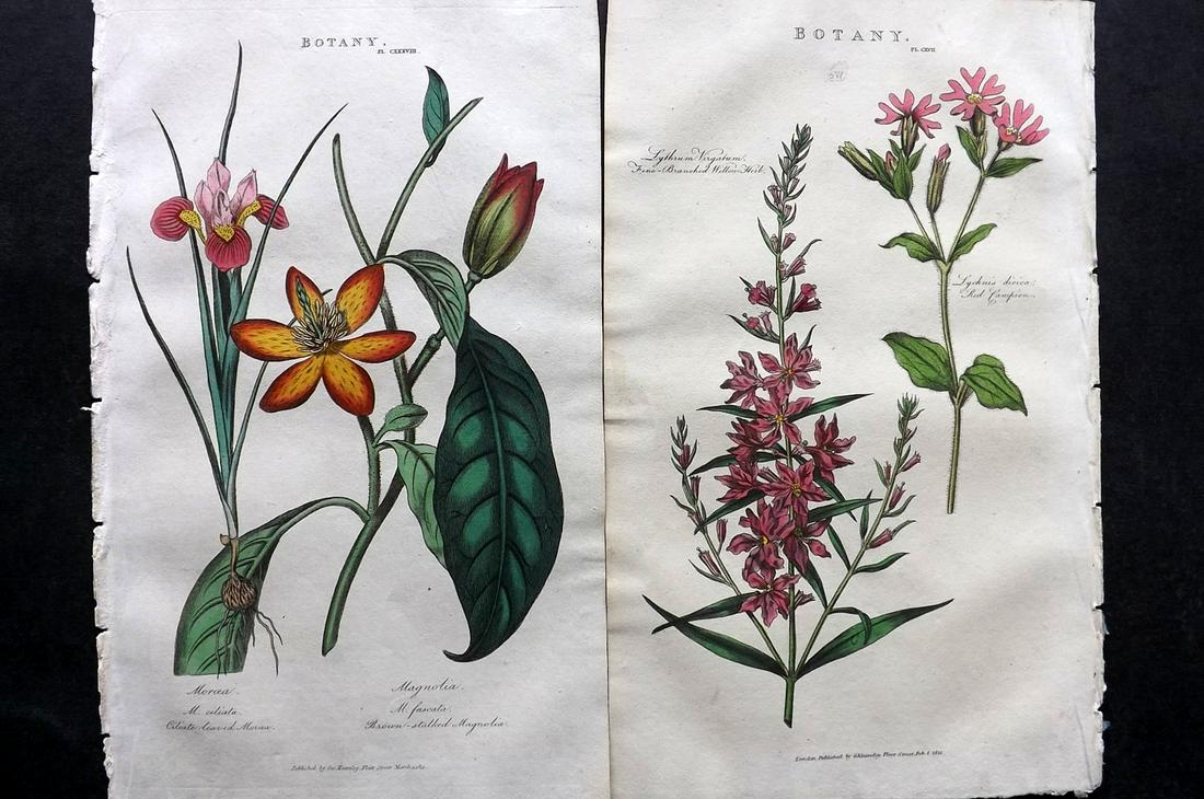Pantologia 1813 Pair of Hand Col Botanical Prints (1 of 2)