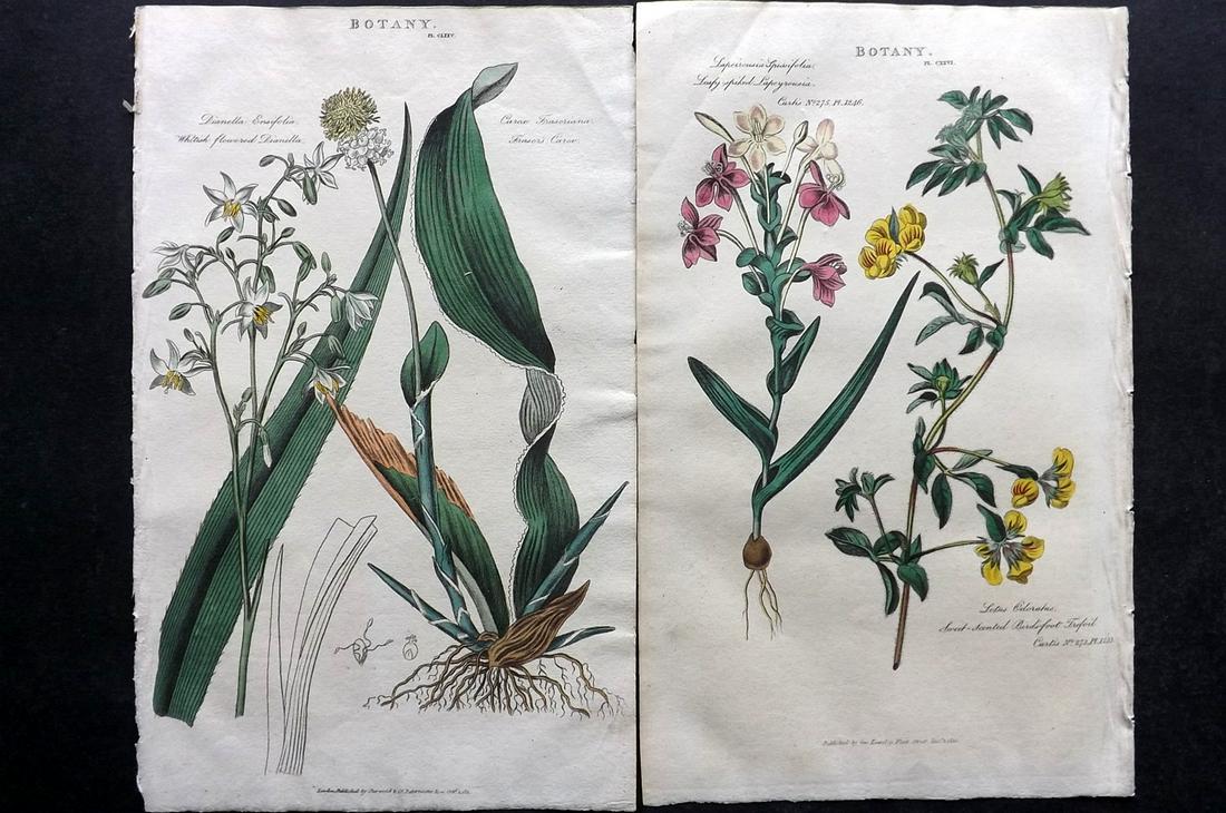 Pantologia 1813 Pair of Hand Col Botanical Prints (1 of 2)