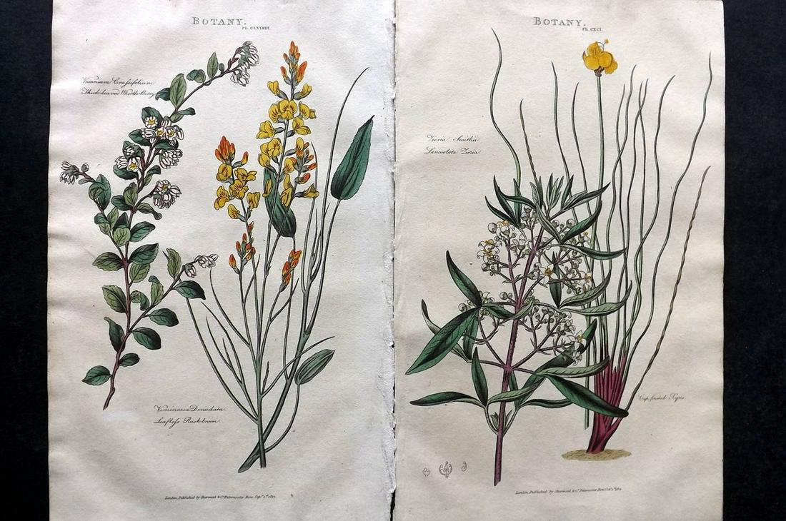 Pantologia 1813 Pair of Hand Col Botanical Prints (1 of 2)