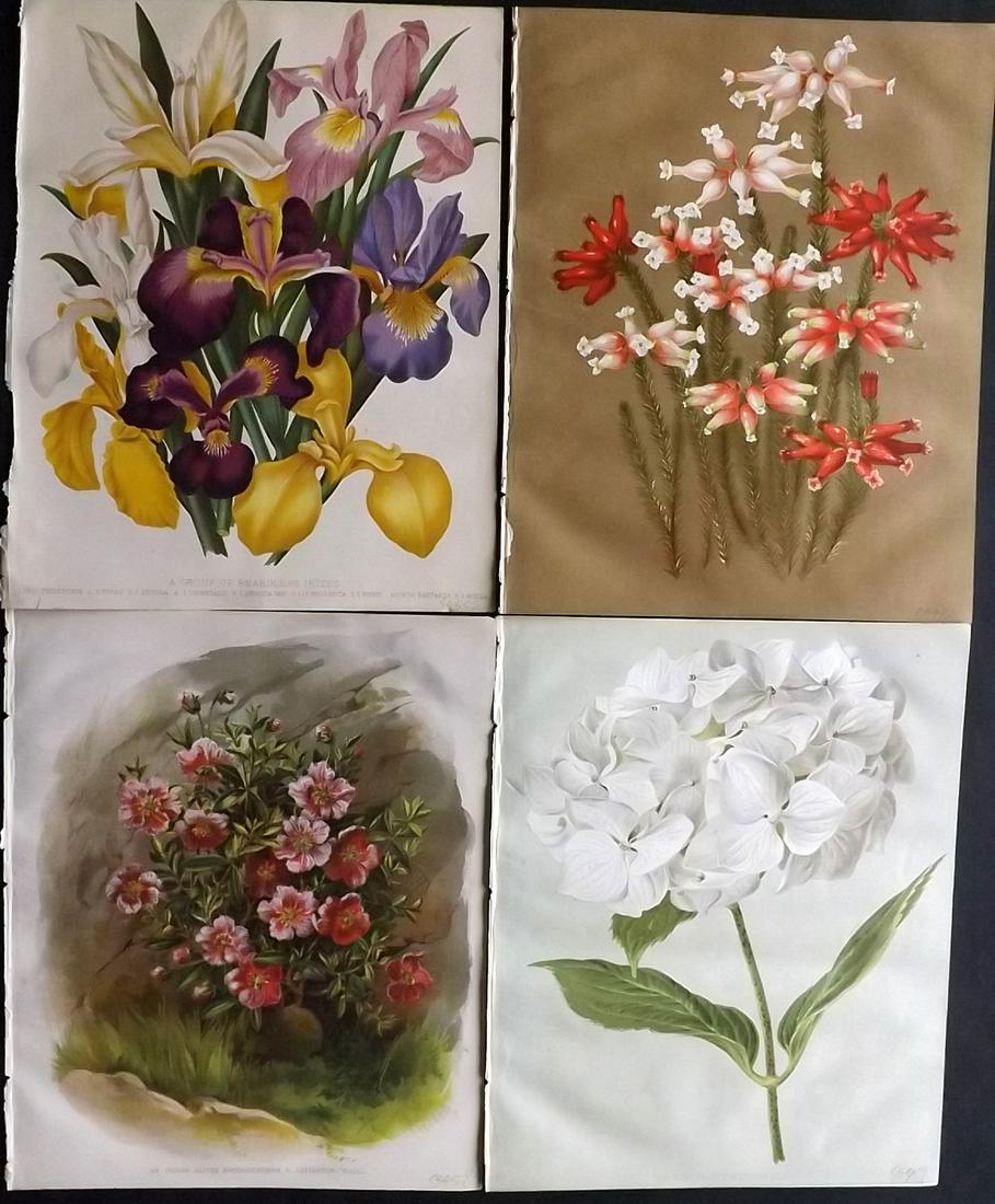 The Garden 1879 Lot of 4 Antique Botanical Prints: Chromolithographs Published 1872-1927, London for "The Garden. An Illustrated Weekly Journal of Horticulture in all its Branches" Edited by William Robinson and others. Paper Size: 11.5 x 9 inch (29 x
