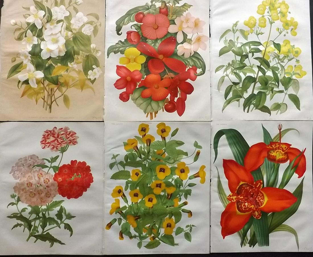 The Garden 1879 Lot of 6 Antique Botanical Prints: Chromolithographs Published 1872-1927, London for "The Garden. An Illustrated Weekly Journal of Horticulture in all its Branches" Edited by William Robinson and others. Paper Size: 11.5 x 9 inch (29 x