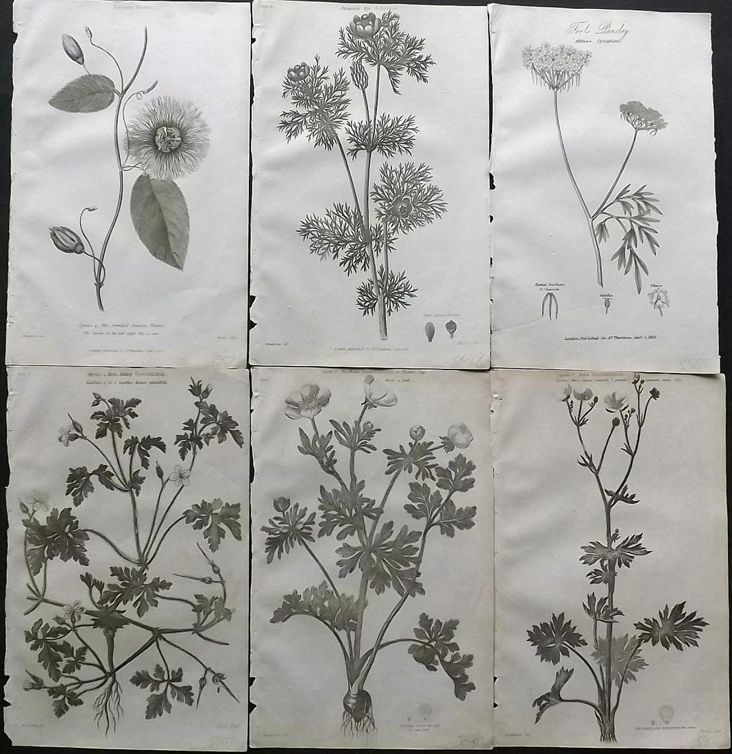 Thornton, Robert 1812 Lot of 6 Botanical Prints (1 of 2)