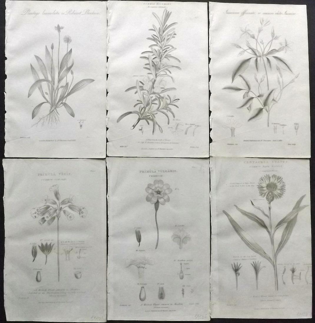 Thornton, Robert 1812 Lot of 6 Botanical Prints: Copper Plates Published 1812, London for "Elements of Botany" by Dr. Robert John Thonton. Paper Size: 9.5. x 6 inch (24 x 15cm) Good Condition
