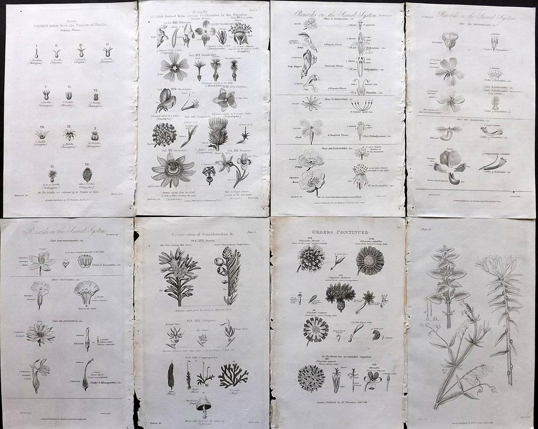 Thornton, Robert 1812 Lot of 8 Botanical Prints: Copper Plates Published 1812, London for "Elements of Botany" by Dr. Robert John Thonton. Paper Size: 9.5. x 6 inch (24 x 15cm) Good Condition