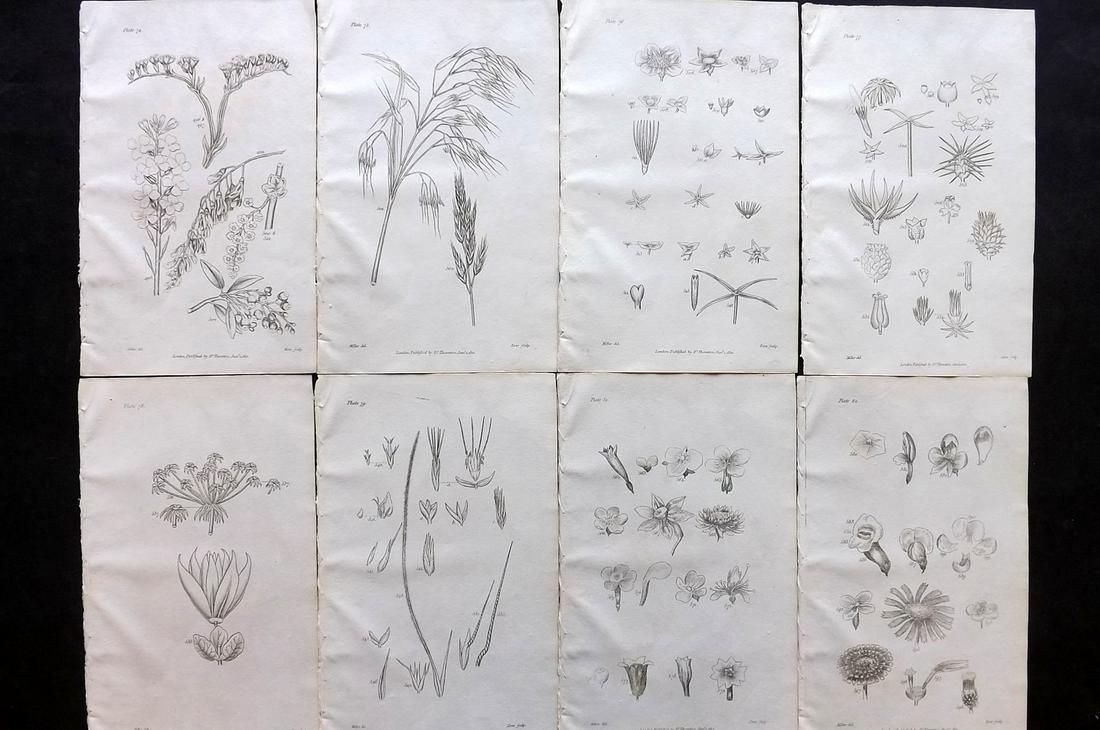 Thornton, Robert 1812 Lot of 8 Botanical Prints: Copper Plates Published 1812, London for "Elements of Botany" by Dr. Robert John Thonton. Paper Size: 9.5. x 6 inch (24 x 15cm) Good Condition