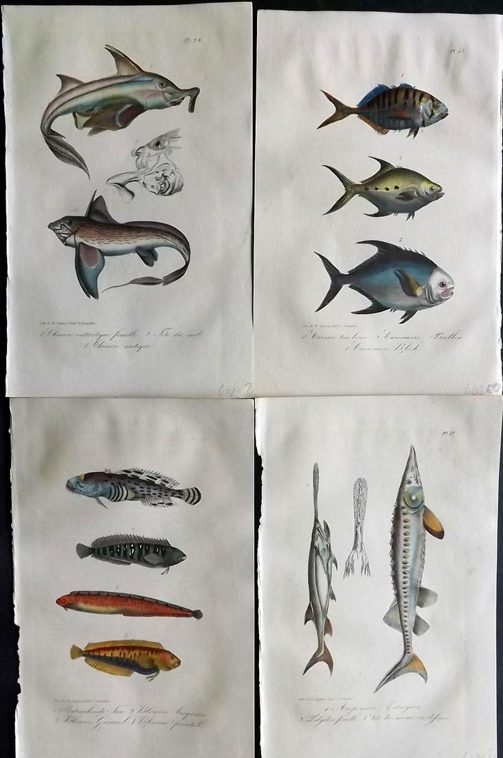 Lacepede, Bernard 1835 Lot of 4 HCol Prints. Fish (1 of 2)
