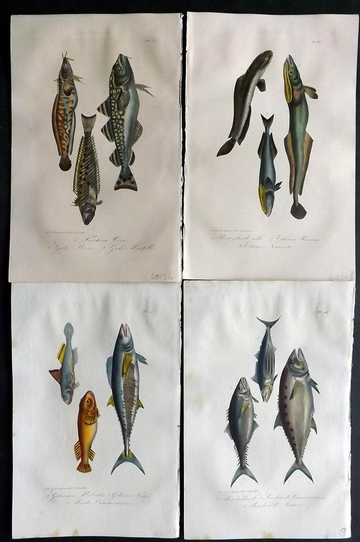 Lacepede, Bernard 1835 Lot of 4 HCol Prints. Fish (1 of 2)