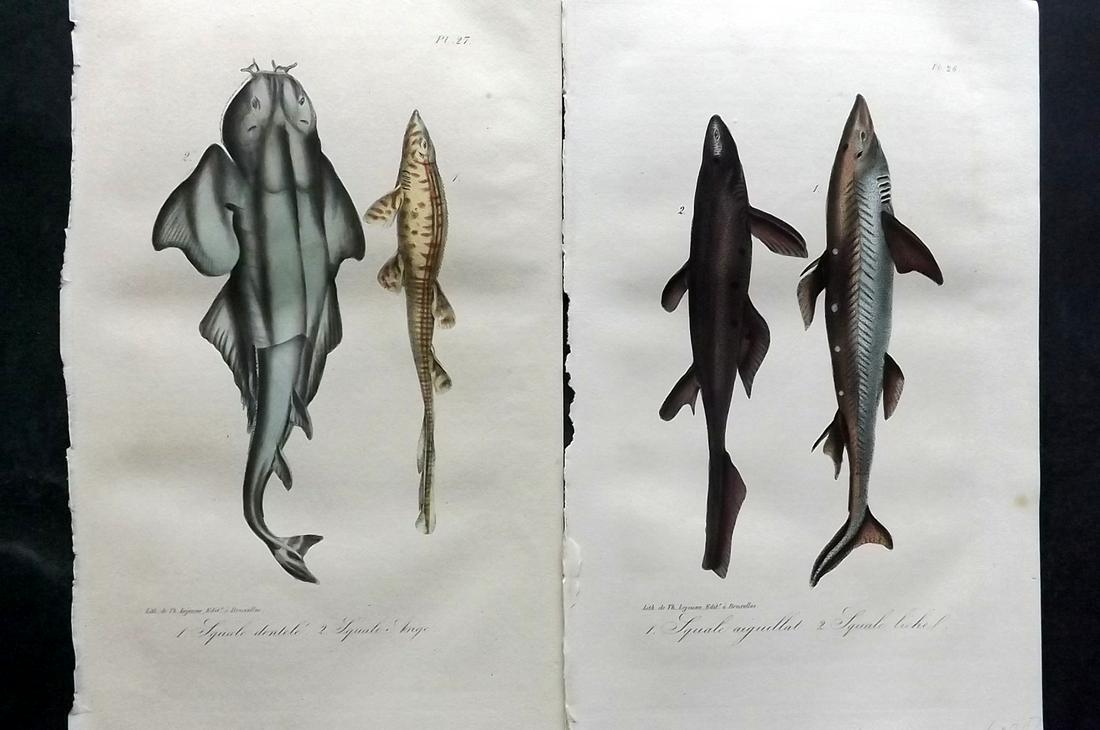 Lacepede, Bernard 1835 Pair of Hand Col Prints. Sharks (1 of 2)