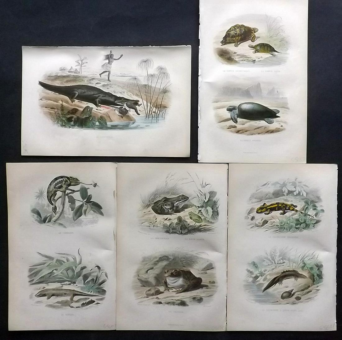Lacepede, Bernard 1860 Lot of 5 Hand Col Reptile Prints (1 of 2)