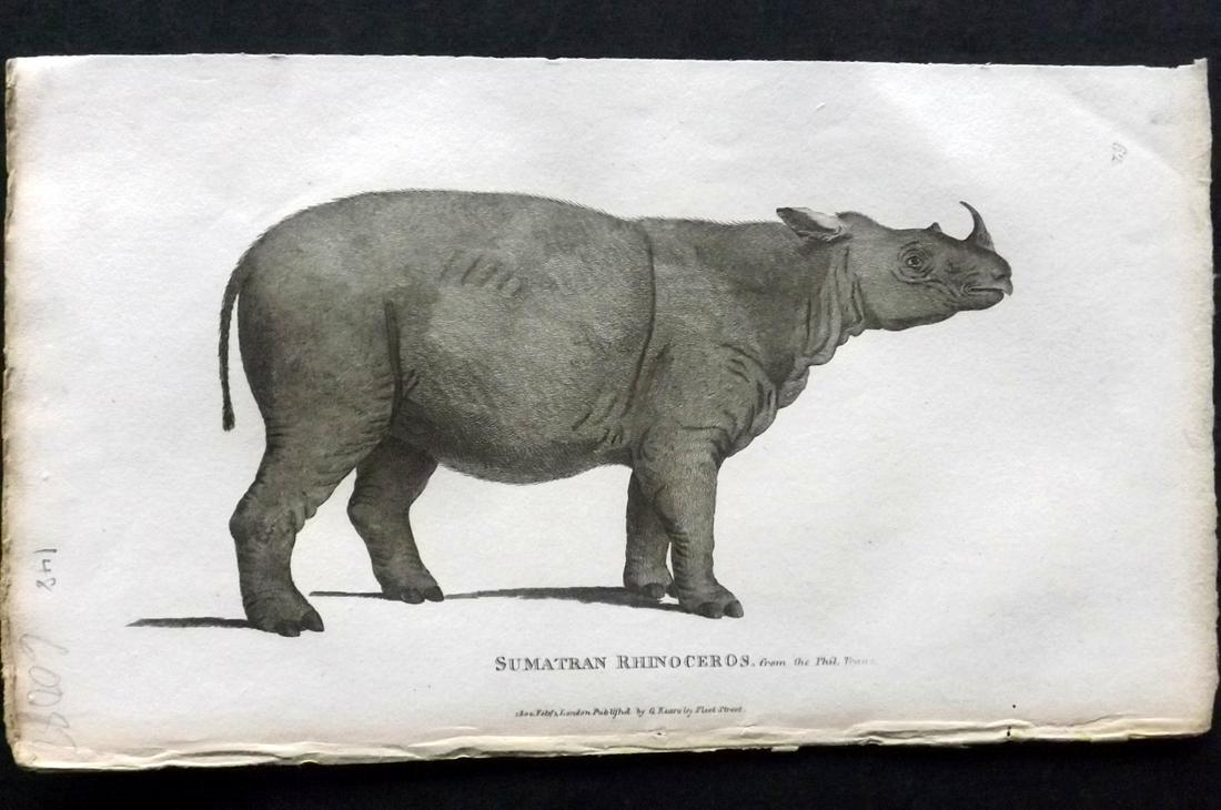 Shaw, George 1800 Antique Print. Sumatran Rhino: Copper Plates Published 1800-26 by G.Kearsley, London for "General Zoology or Systematic Natural History" by George Shaw. Paper Size: 9 x 6 inch (23 x 15cm) Good Condition