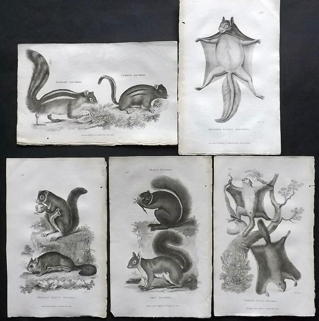 Shaw, George 1800 Lot of 5 Prints. Squirrels (1 of 2)