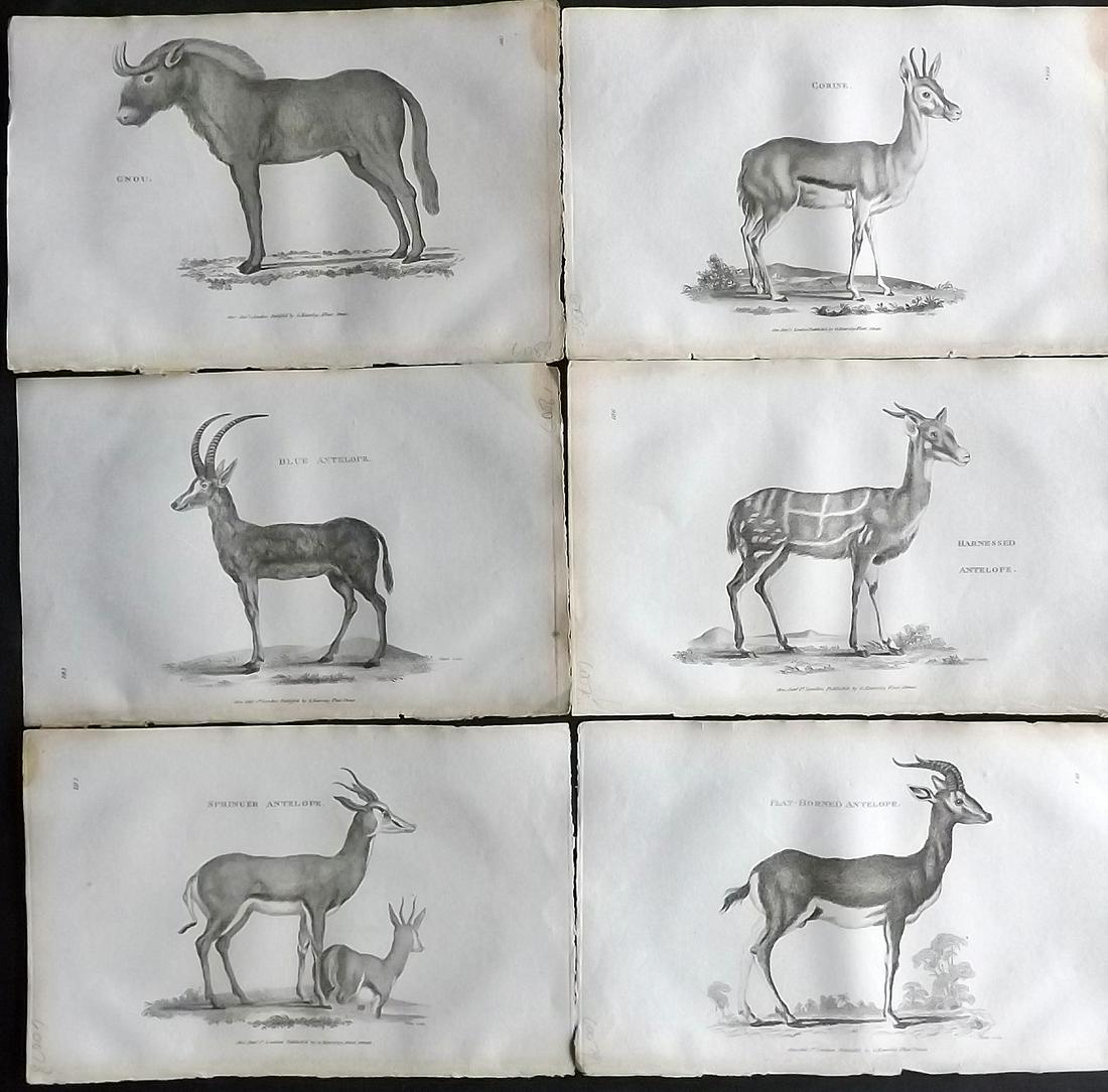 Shaw, George 1800 Lot of 6 Prints. Antelopes, Gnu: Copper Plates Published 1800-26 by G.Kearsley, London for "General Zoology or Systematic Natural History" by George Shaw. Paper Size: 9 x 6 inch (23 x 15cm) Tiny water stain on edge of margin. Good Co