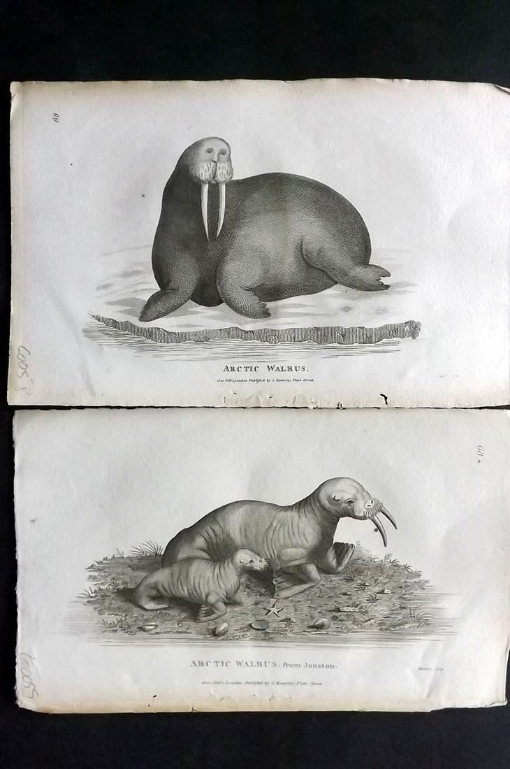 Shaw, George 1800 Pair of Antique Prints. Walrus (1 of 2)