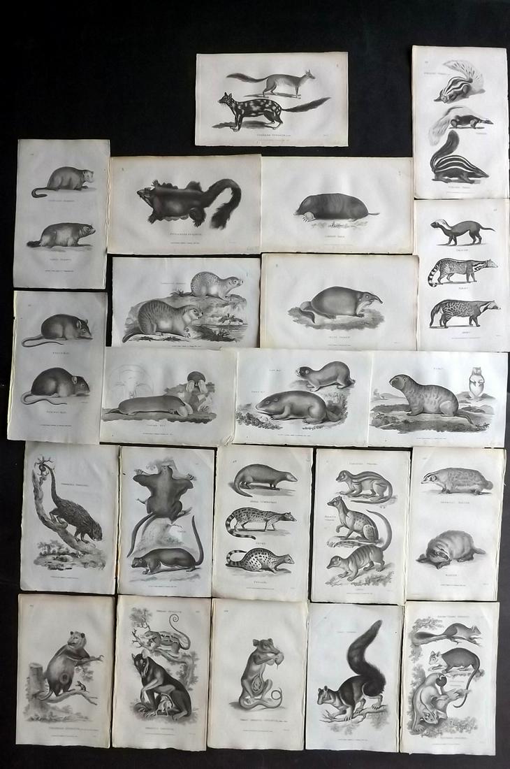 Shaw, George 1800 Lot of 22 Animal Prints. Rodents: Copper Plates Published 1800-26 by G.Kearsley, London for "General Zoology or Systematic Natural History" by George Shaw. Paper Size: 9 x 6 inch (23 x 15cm) Good Condition overall