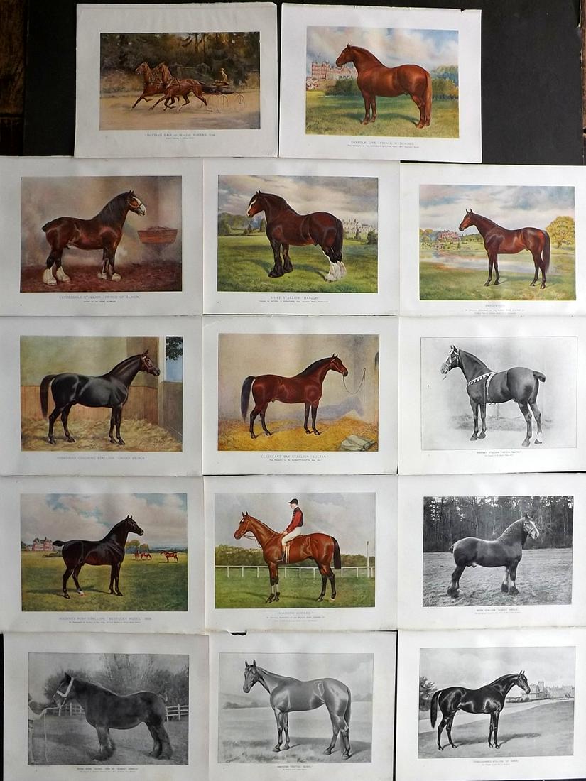 Prince-Sheldon, J. 1902 Lot of 14 Horse Prints (1 of 6)