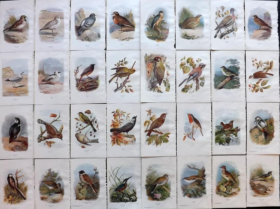 Swaysland, Walter 1901 Lot of 32 Antique Bird Prints (1 of 9)