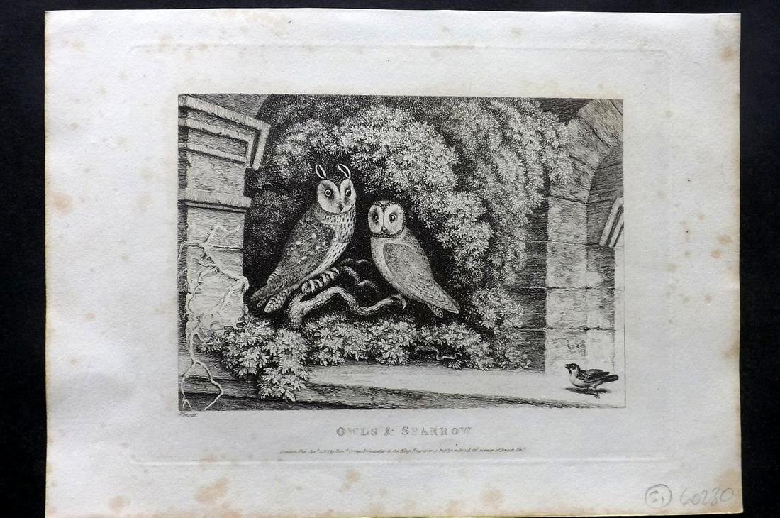 Howitt, Samuel 1811 Bird Print. Owls & Sparrow (1 of 2)