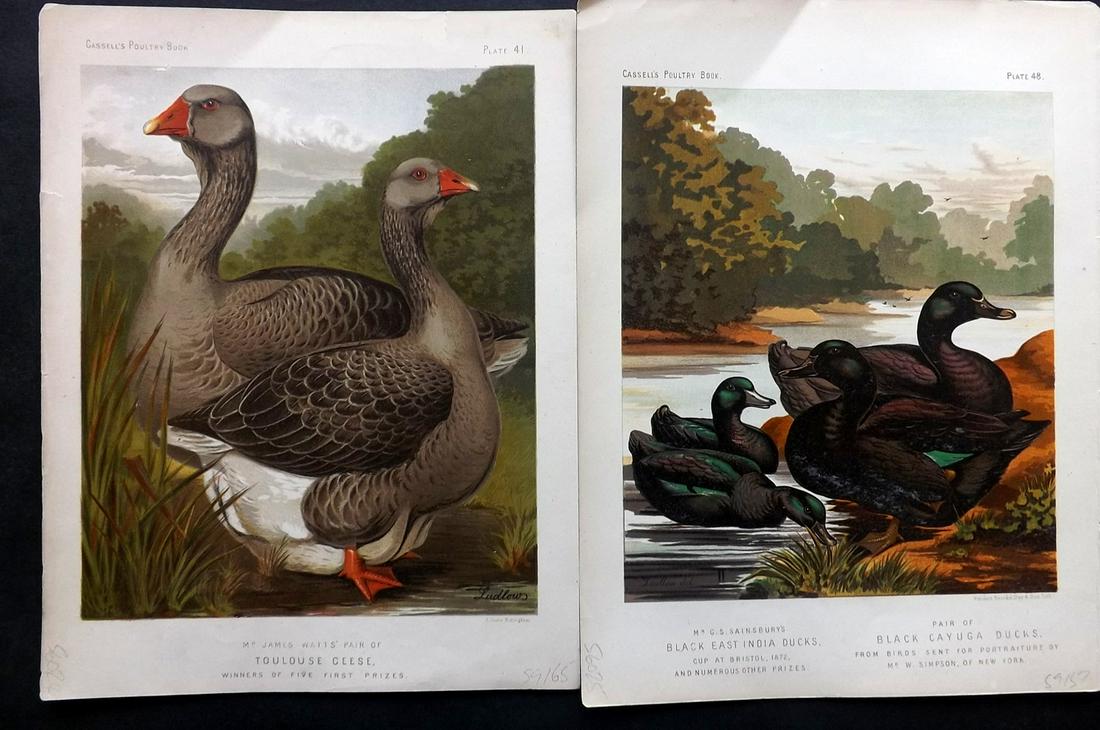 Ludlow & Wright C1880 Pair of Antique Bird Prints (1 of 2)