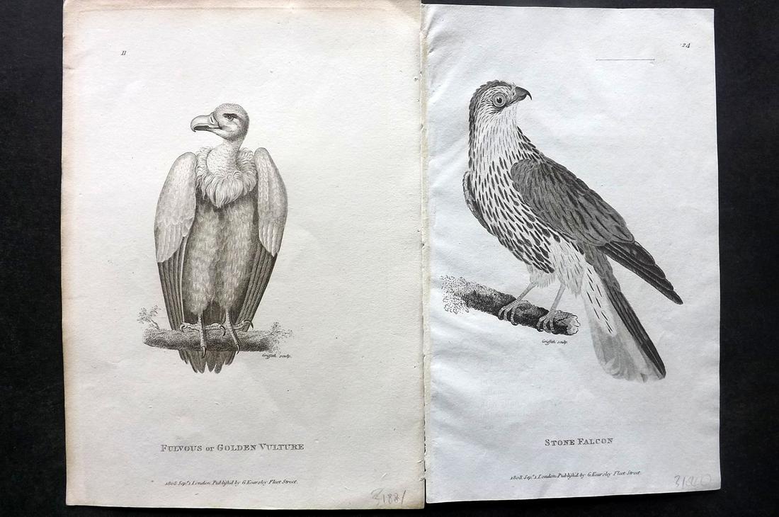 Shaw, George 1800's Pair of Birds of Prey Prints: Copper Plates Published 1800-26 by G.Kearsley, London for "General Zoology or Systematic Natural History" by George Shaw. Paper Size: Up to 9 x 6 inch (23 x 15cm) Good Condition