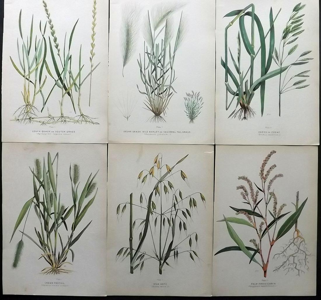 Farm Weeds of Canada 1909 Lot of 6 Botanical Prints: Chromolithographs Published 1909 by the Minister of Agriculture, Ottawa for "Farm Weeds of Canada" by George H. Clark and James Fletcher. Paper Size: 10 x 7 inch (25 x 18cm) Good Condition