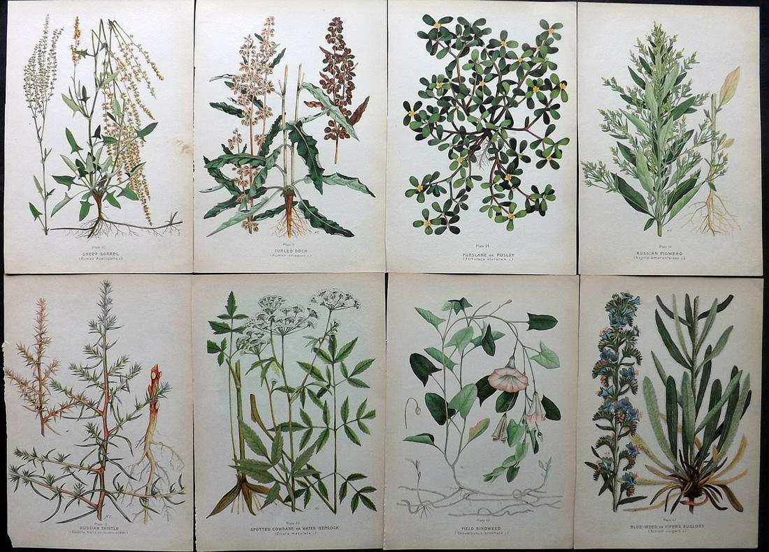Farm Weeds of Canada 1909 Lot of 8 Botanical Prints: Chromolithographs Published 1909 by the Minister of Agriculture, Ottawa for "Farm Weeds of Canada" by George H. Clark and James Fletcher. Paper Size: 10 x 7 inch (25 x 18cm) Good Condition