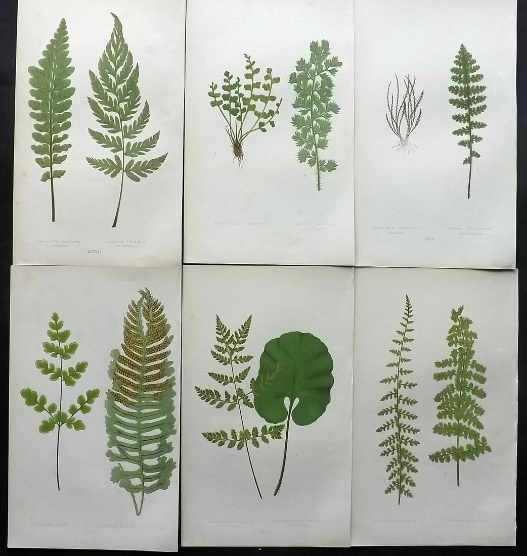 Lowe, Edward 1856 Lot of 6 Antique Fern Prints: Woodblocks Published 1856-60 by Groombridge and Sons, London for "Ferns: British and Exotic" by Edward Lowe. Illustrated by A.F. Lydon. Printed by Benjamin Fawcett. Paper Size: 10 x 6 inch (25 x 15cm)
