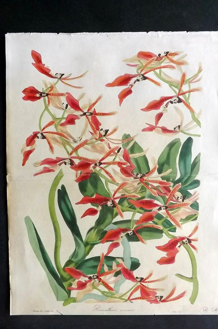 Paxton, Joseph 1834 HC Double Botanical. Renanthera: Hand Colored Etching Published 1834-49, London for "Paxton's Magazine of Botany" by Joseph Paxton. Centre fold as published. Paper Size: 12 x 9.5 inch (31 x 24cm) Minor toning, tiny bottom margin tear