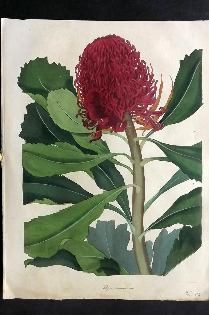 Paxton, Joseph 1834 HC Double Botanical. Telopea (1 of 2)