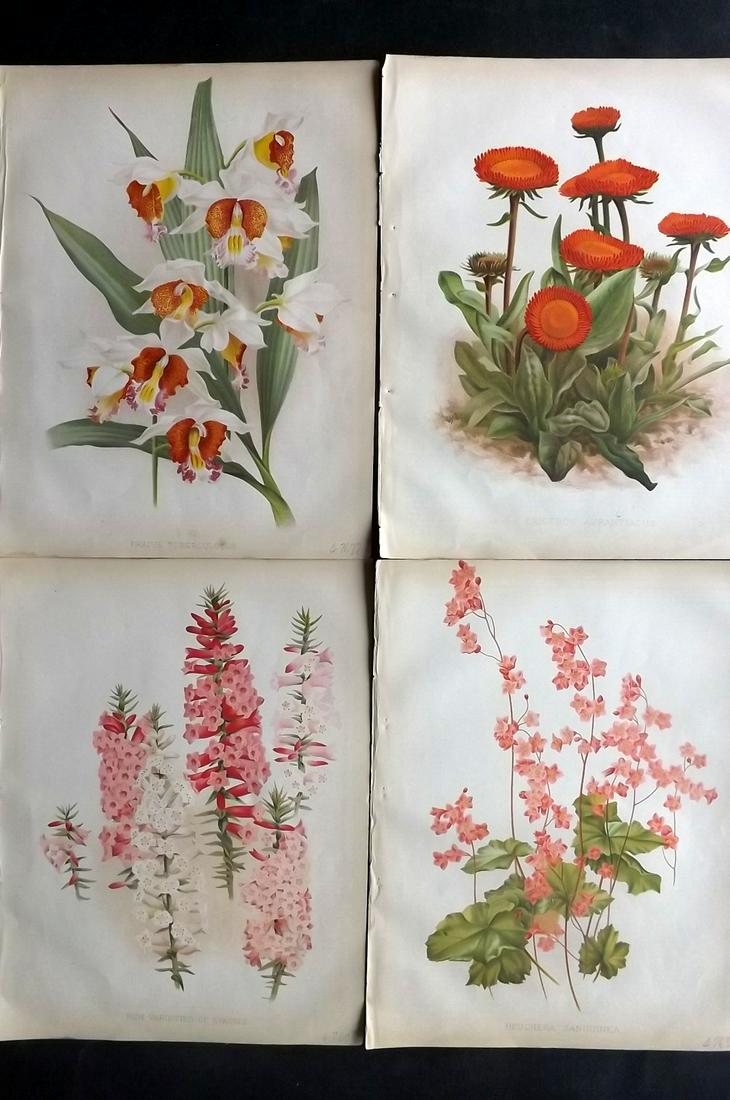 The Garden C1870 Lot of 4 Botanical Prints: Chromolithographs Published 1872-1927, London for "The Garden. An Illustrated Weekly Journal of Horticulture in all its Branches" Edited by William Robinson and others. Paper Size: 11.5 x 8.5 inch (29