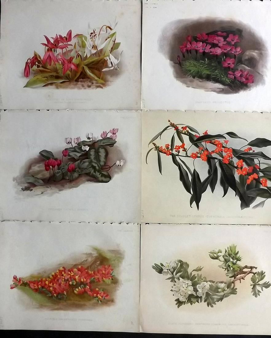The Garden C1890 Lot of 6 Botanical Prints: Chromolithographs Published 1872-1927, London for "The Garden. An Illustrated Weekly Journal of Horticulture in all its Branches" Edited by William Robinson and others. Paper Size: 11.5 x 9 inch (29 x
